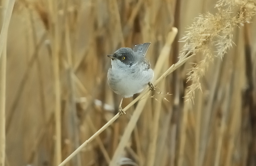 Çizgili ötleğen » Barred Warbler » Sylvia nisoria
