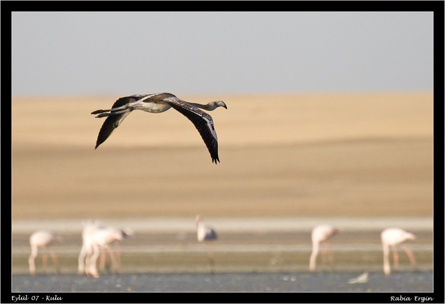 Flamingo » Greater Flamingo » Phoenicopterus roseus