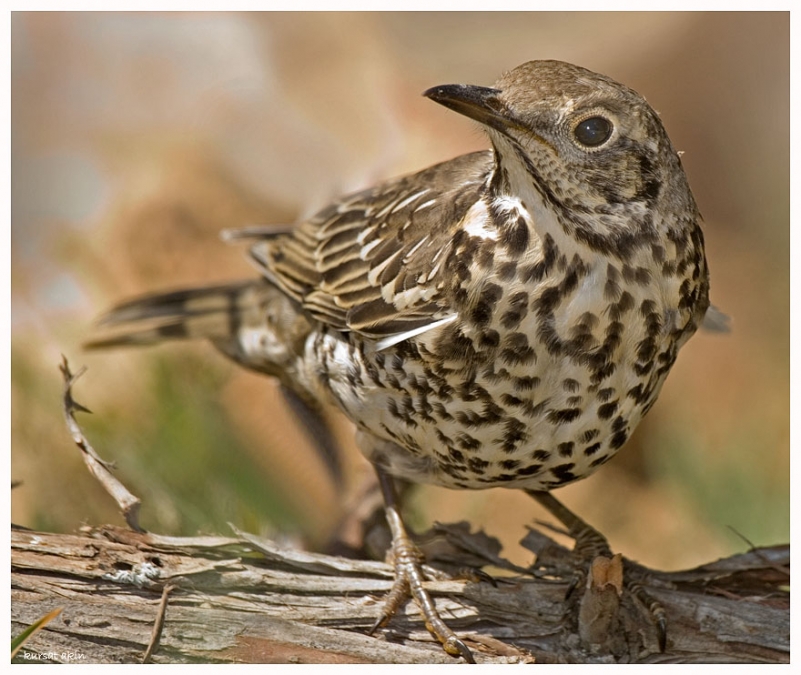 Ökse ardıcı » Mistle Thrush » Turdus viscivorus