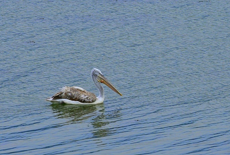 Tepeli pelikan » Dalmatian Pelican » Pelecanus crispus