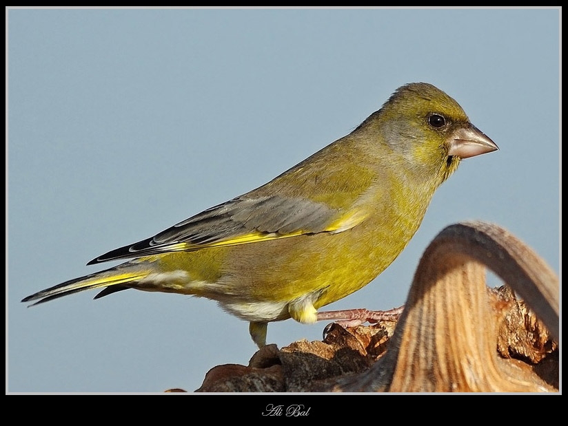 Florya » European Greenfinch » Chloris chloris