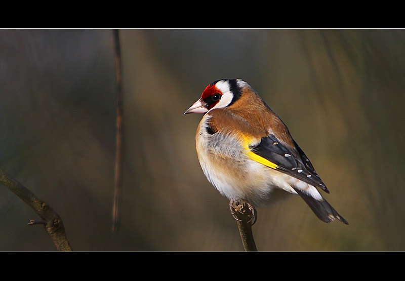 Saka » European Goldfinch » Carduelis carduelis
