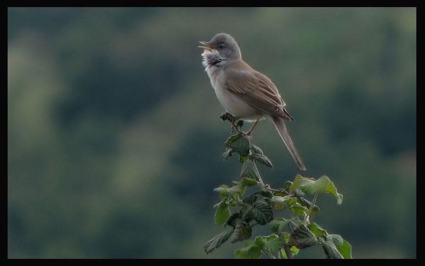 Akgerdanlı ötleğen » Common Whitethroat » Sylvia communis