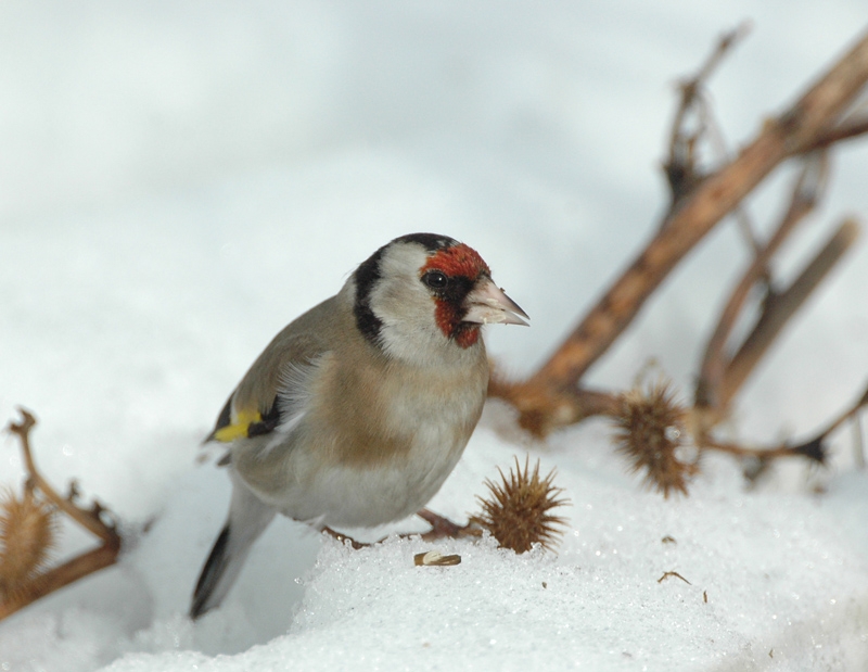 Saka » European Goldfinch » Carduelis carduelis