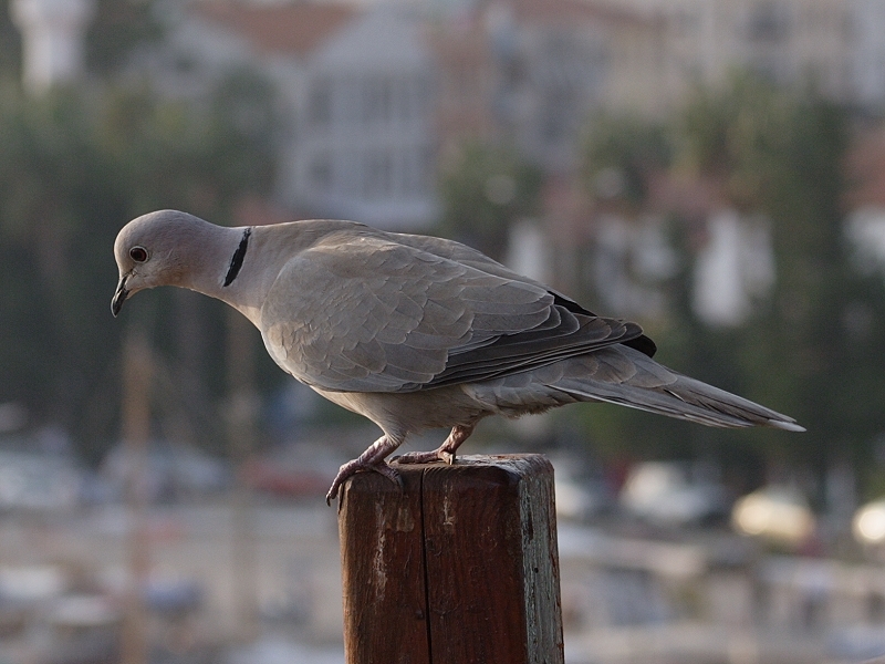 Kumru » Eurasian Collared Dove » Streptopelia decaocto