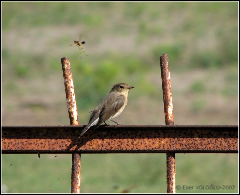 Küçük sinekkapan » Red-breasted Flycatcher » Ficedula parva