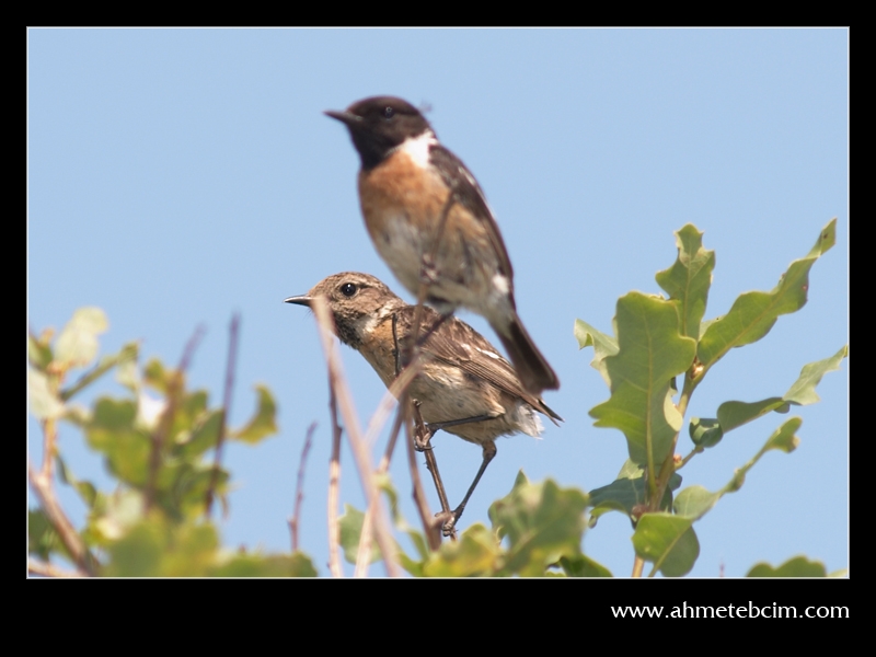 Taşkuşu » European Stonechat » Saxicola rubicola