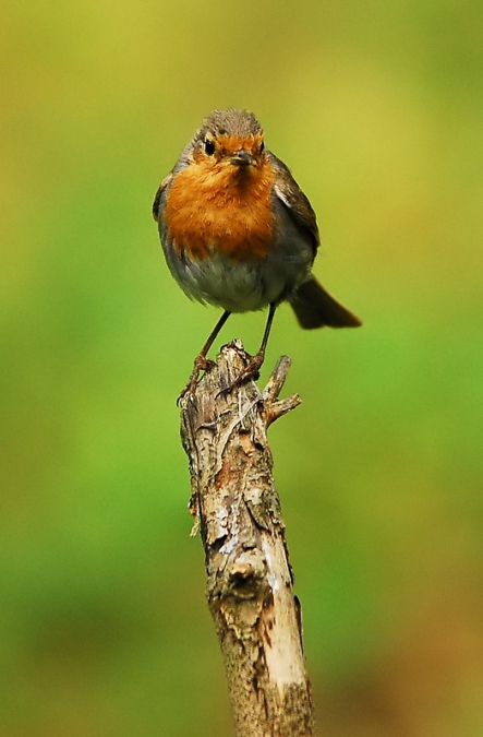 Kızılgerdan » European Robin » Erithacus rubecula