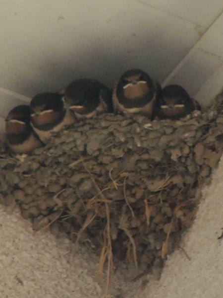 Kır kırlangıcı » Barn Swallow » Hirundo rustica