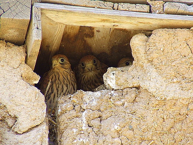 Küçük kerkenez » Lesser Kestrel » Falco naumanni
