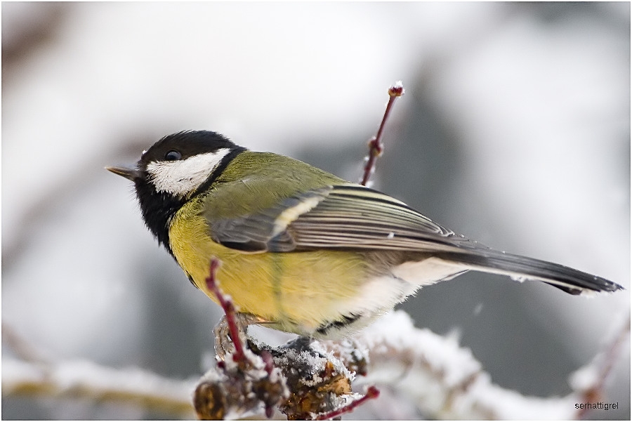 Büyük baştankara » Great Tit » Parus major
