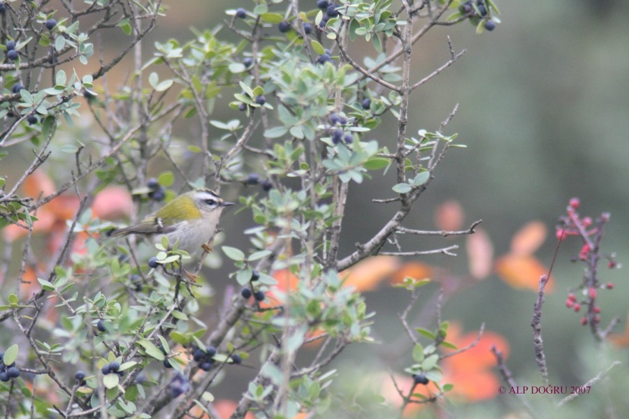 Sürmeli çalıkuşu » Common Firecrest » Regulus ignicapilla