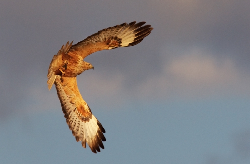Kızıl şahin » Long-legged Buzzard » Buteo rufinus