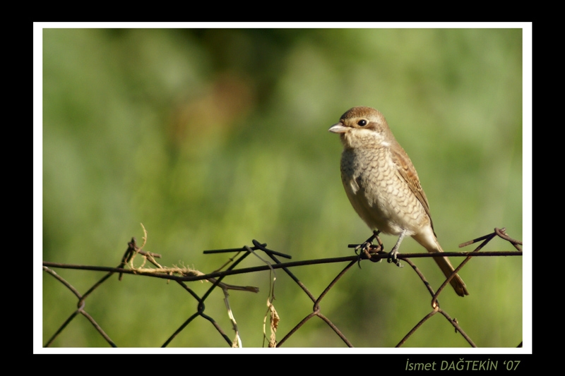 Kızılsırtlı örümcekkuşu » Red-backed Shrike » Lanius collurio
