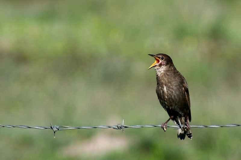 Sığırcık » Common Starling » Sturnus vulgaris