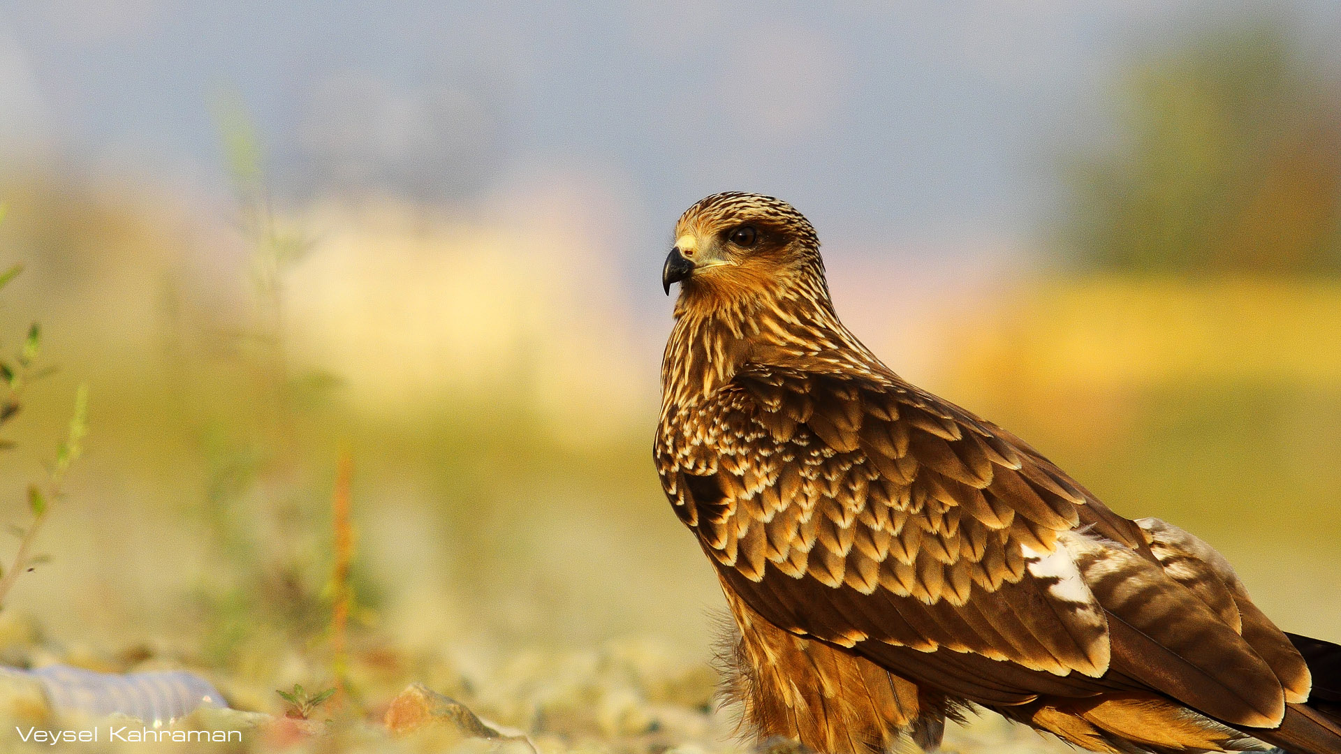 Kara çaylak » Black Kite » Milvus migrans