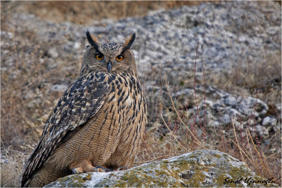 Puhu » Eurasian Eagle-Owl » Bubo bubo