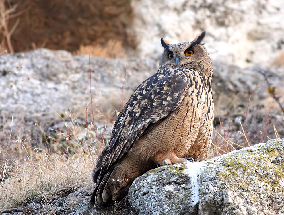 Puhu » Eurasian Eagle-Owl » Bubo bubo