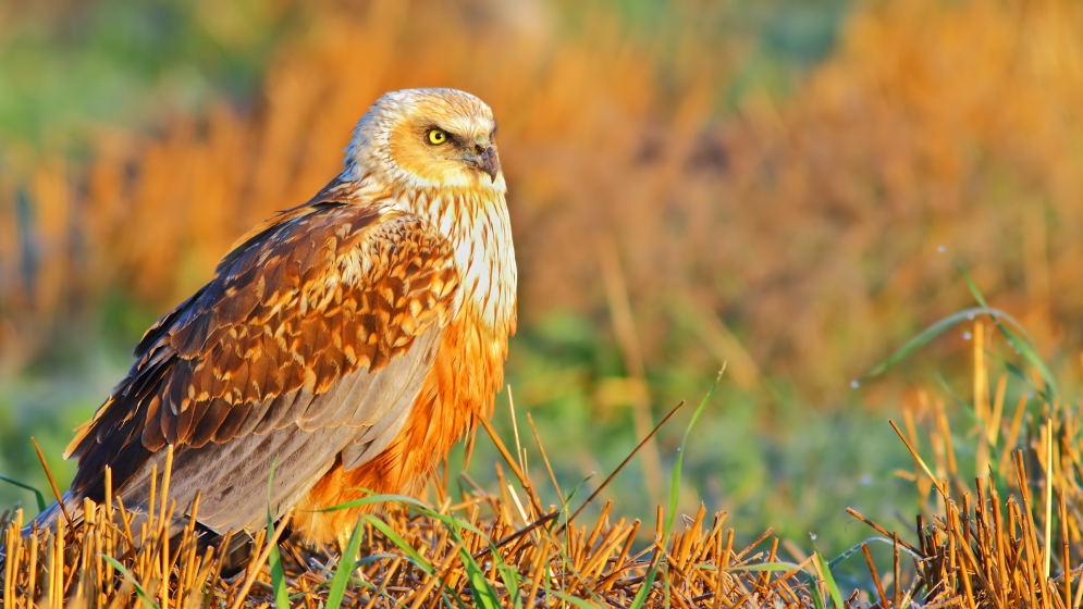 Saz delicesi » Western Marsh Harrier » Circus aeruginosus