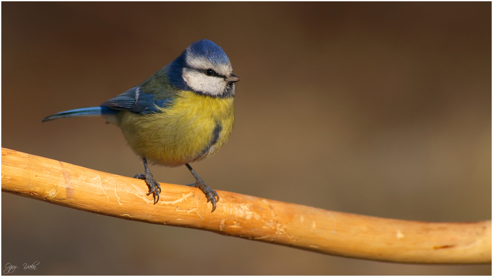 Mavi baştankara » Eurasian Blue Tit » Cyanistes caeruleus