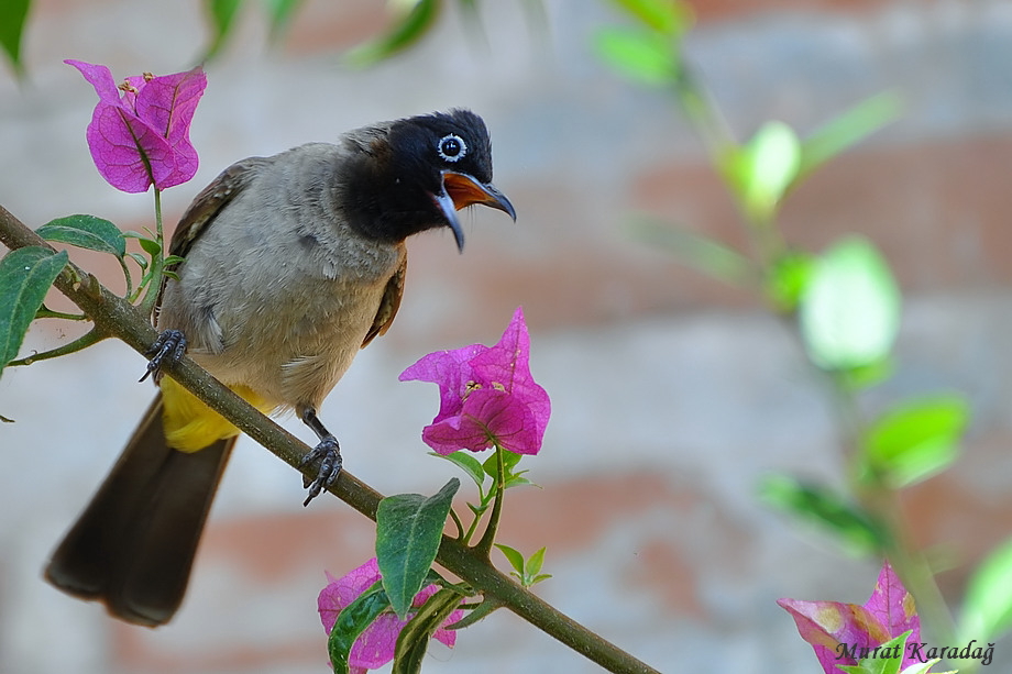 Arapbülbülü » White-spectacled Bulbul » Pycnonotus xanthopygos
