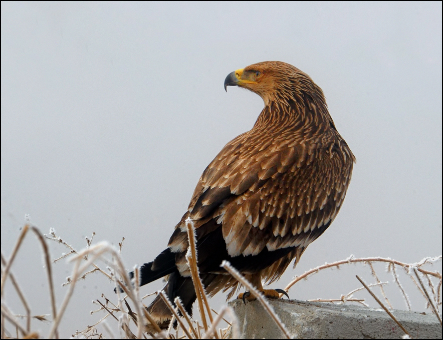 Şah kartal » Eastern Imperial Eagle » Aquila heliaca
