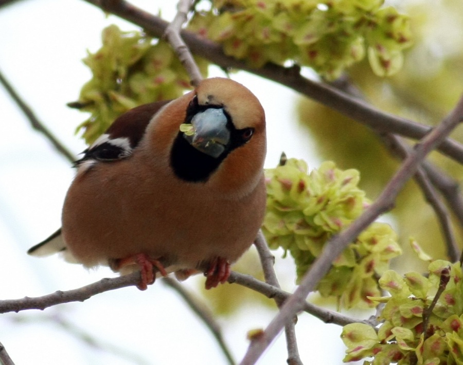 Kocabaş » Hawfinch » Coccothraustes coccothraustes
