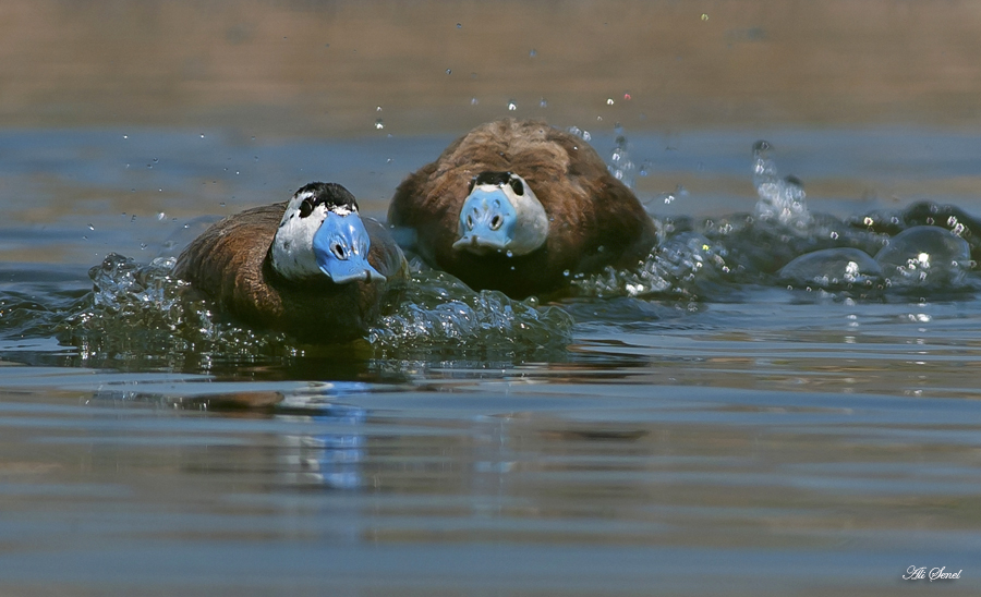 Dikkuyruk » White-headed Duck » Oxyura leucocephala