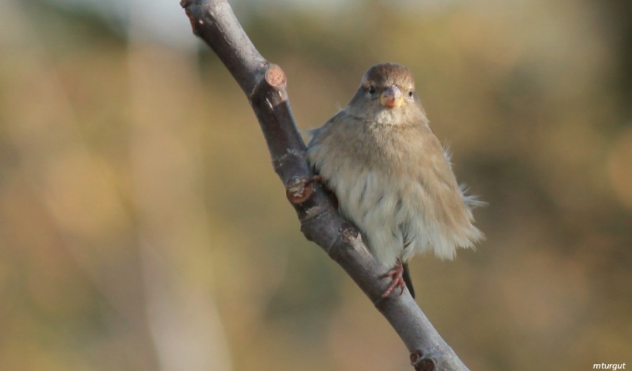 Serçe » House Sparrow » Passer domesticus