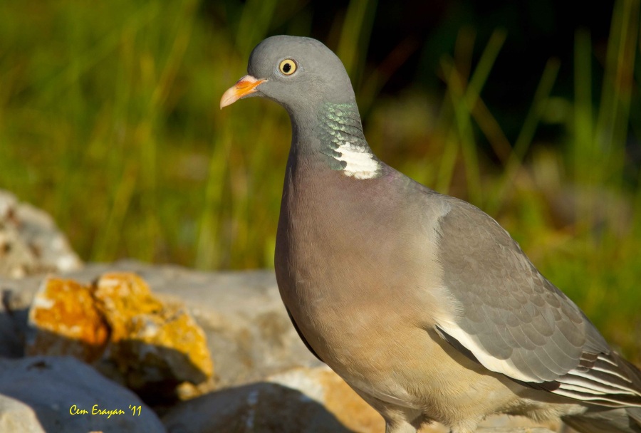 Tahtalı » Common Wood Pigeon » Columba palumbus