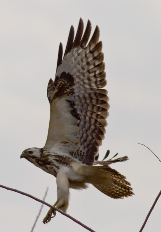 Şahin » Common Buzzard » Buteo buteo