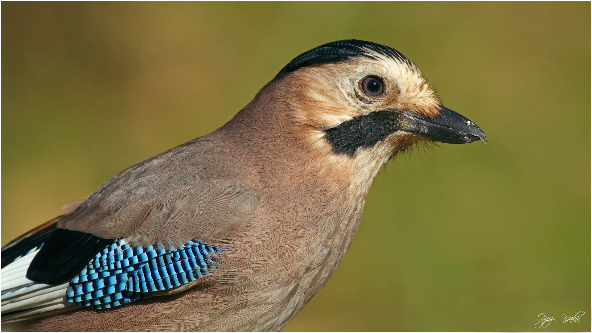 Alakarga » Eurasian Jay » Garrulus glandarius