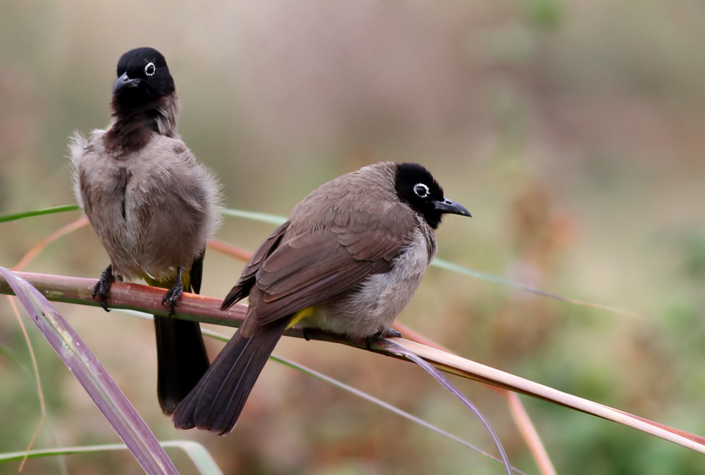 Arapbülbülü » White-spectacled Bulbul » Pycnonotus xanthopygos