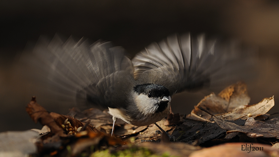 Kayın baştankarası » Marsh Tit » Poecile palustris