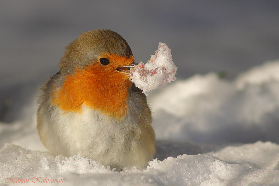 Kızılgerdan » European Robin » Erithacus rubecula
