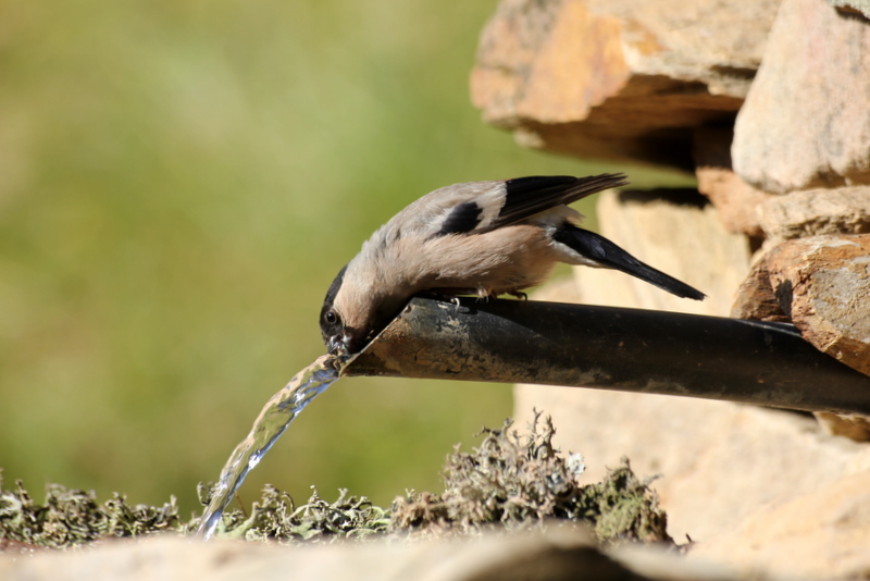 Şakrak » Eurasian Bullfinch » Pyrrhula pyrrhula