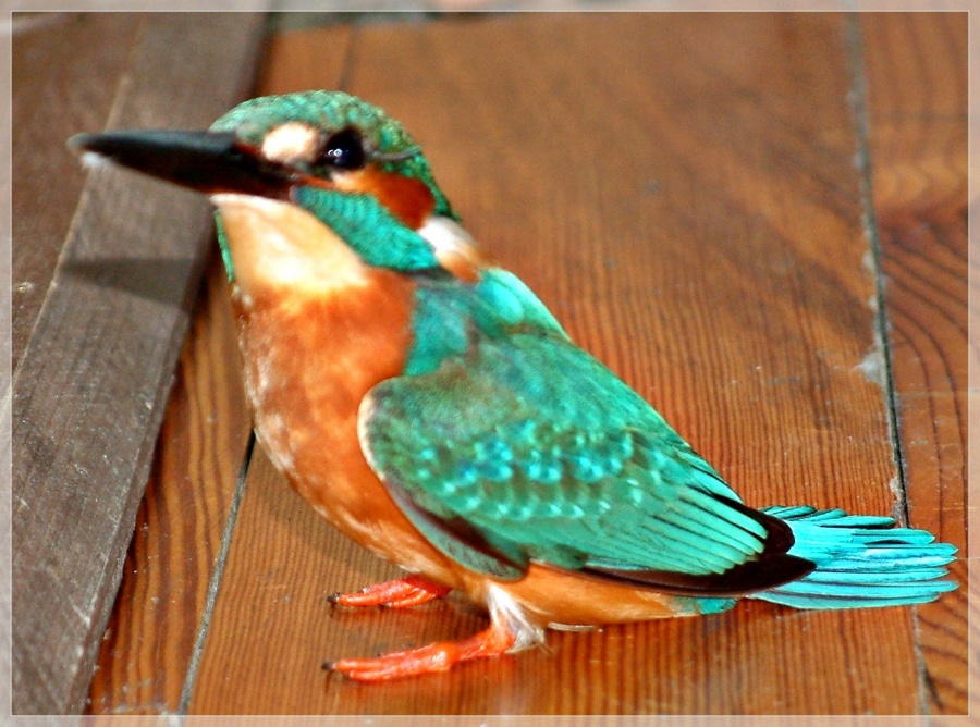 Yalıçapkını » Common Kingfisher » Alcedo atthis