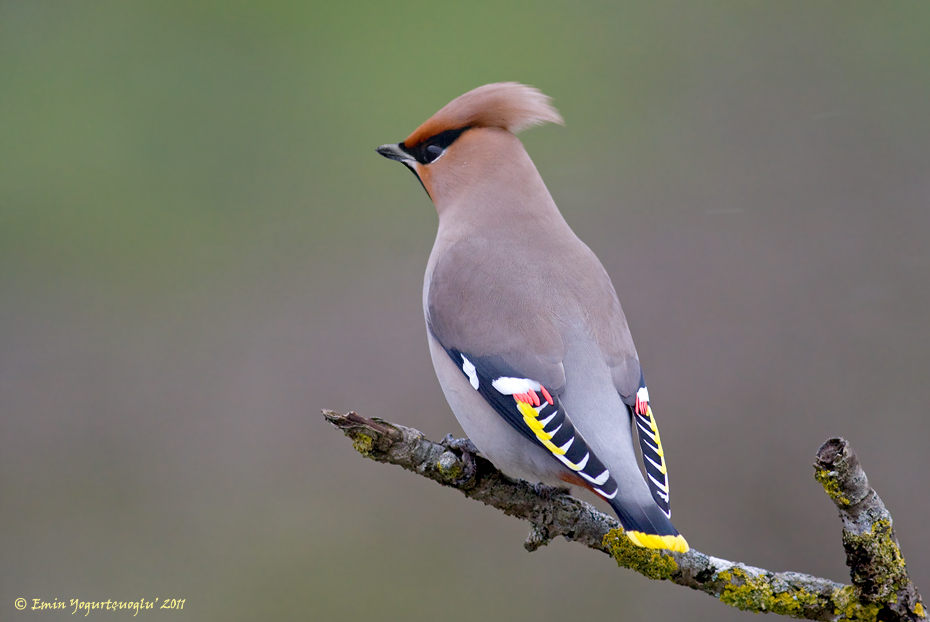 İpekkuyruk » Bohemian Waxwing » Bombycilla garrulus