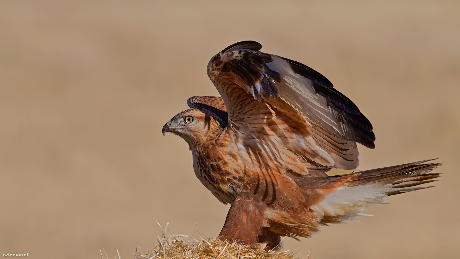 Kızıl şahin » Long-legged Buzzard » Buteo rufinus