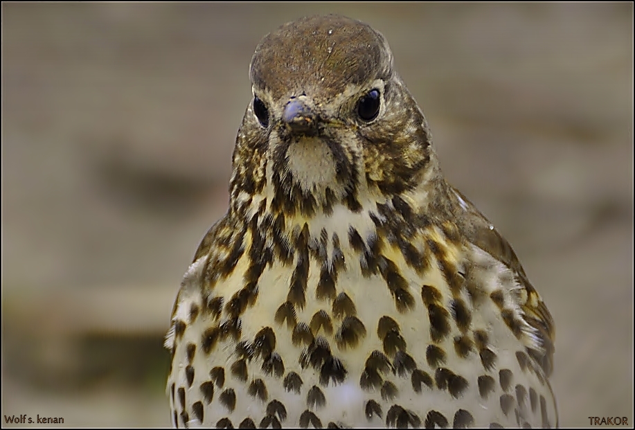 Öter ardıç » Song Thrush » Turdus philomelos