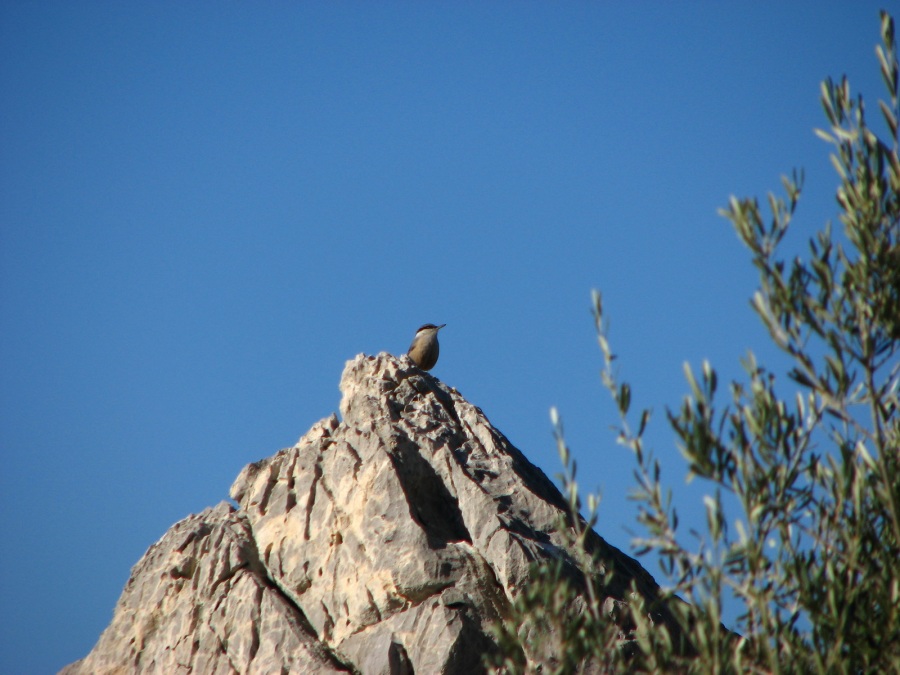 Kaya sıvacısı » Western Rock Nuthatch » Sitta neumayer