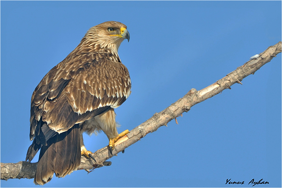 Şah kartal » Eastern Imperial Eagle » Aquila heliaca
