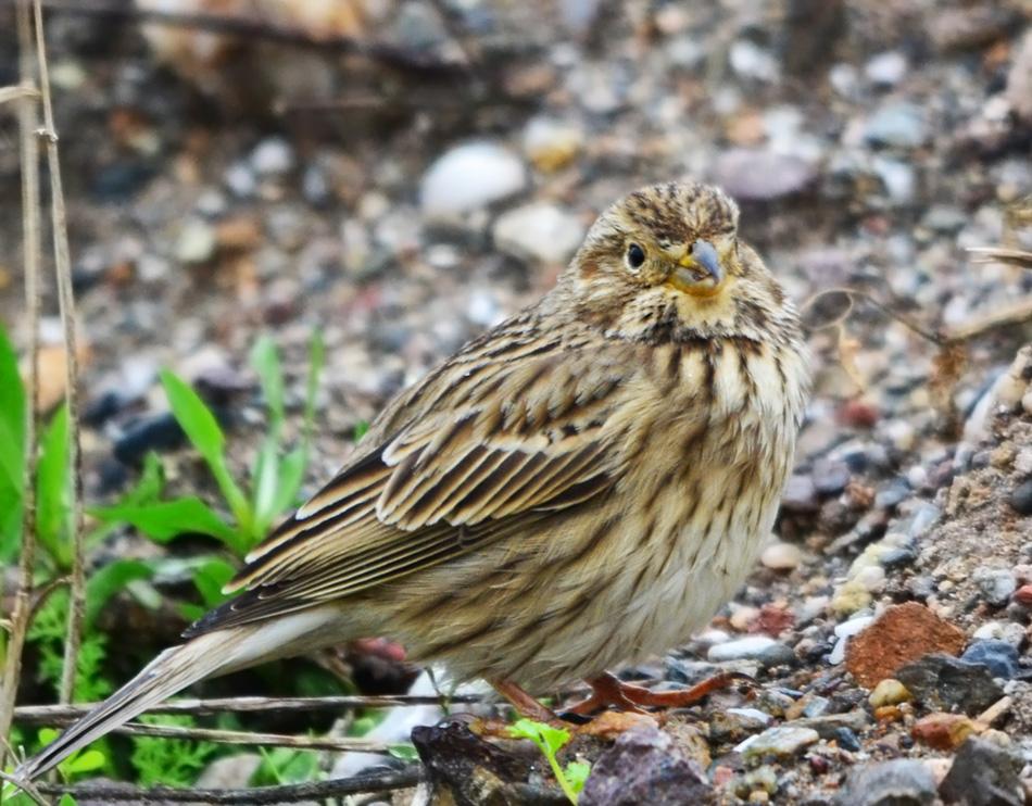Tarla kirazkuşu » Corn Bunting » Emberiza calandra