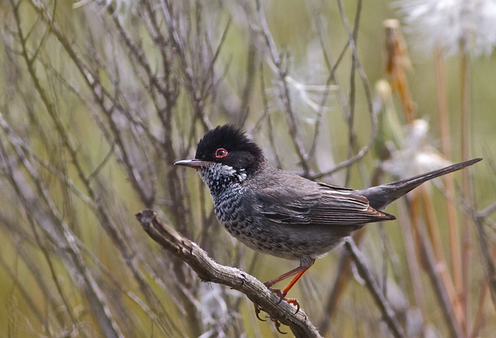 Kıbrıs ötleğeni » Cyprus Warbler » Sylvia melanothorax