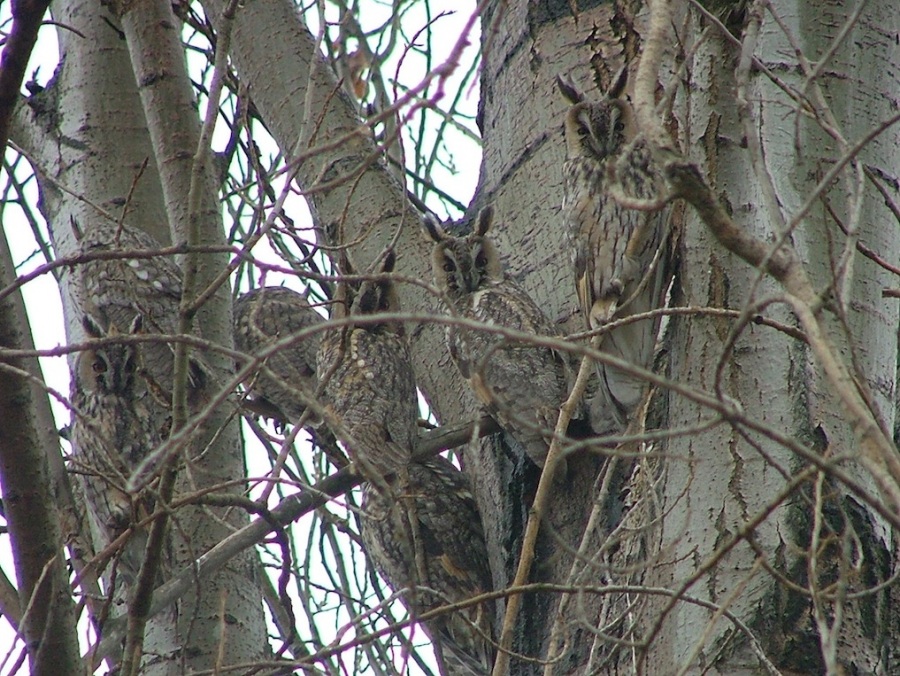 Kulaklı orman baykuşu » Long-eared Owl » Asio otus
