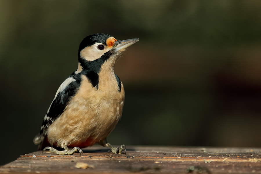 Orman alaca ağaçkakanı » Great Spotted Woodpecker » Dendrocopos major
