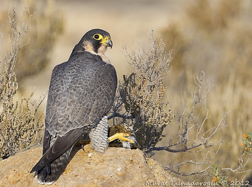 Gök doğan » Peregrine Falcon » Falco peregrinus