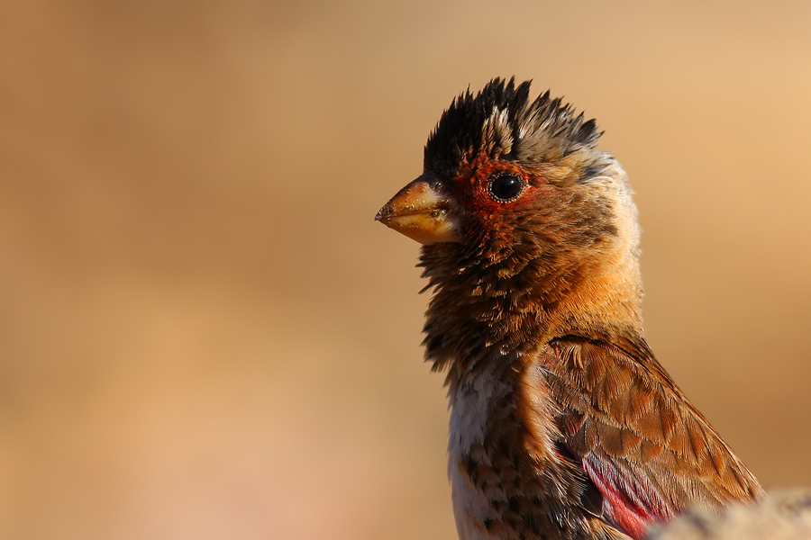 Alamecek » Eurasian Crimson-winged Finch » Rhodopechys sanguineus