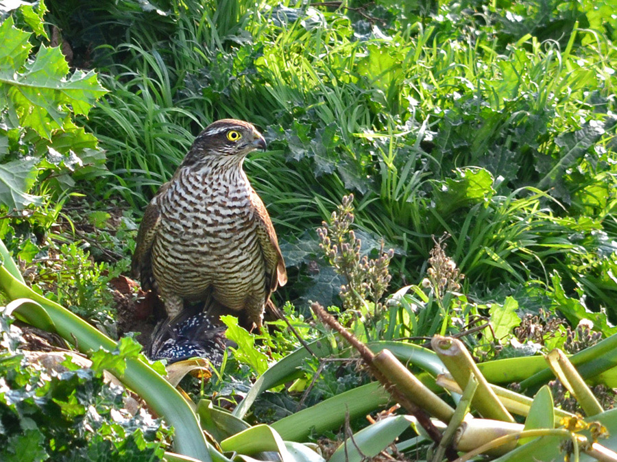 Atmaca » Eurasian Sparrowhawk » Accipiter nisus