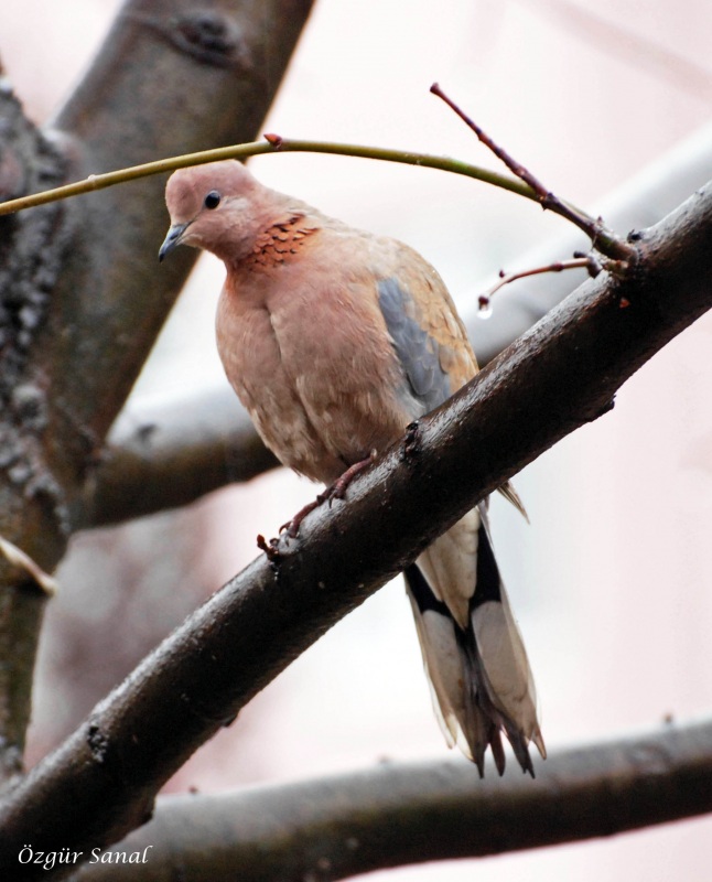 Küçük kumru » Laughing Dove » Spilopelia senegalensis